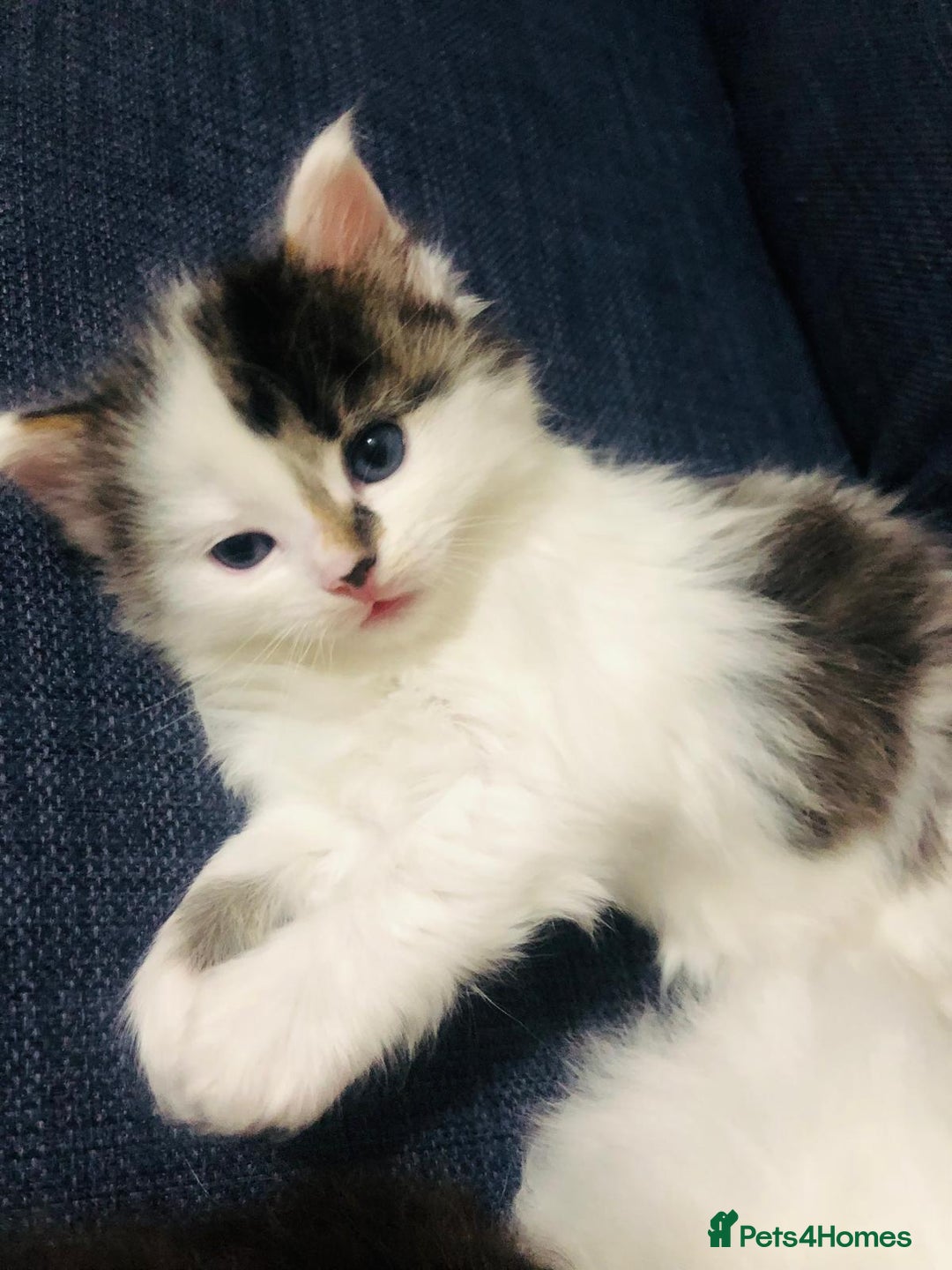 Mixed Breed cats for sale: Rare Norwegian Forest ×Ragdoll Kitten - Image 20