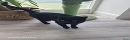 Bombay cats for sale: Gorgeous female cat Mila looking for forever home in Dundee - Advert 3