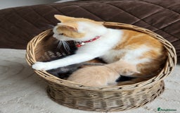 Mixed Breed cats for sale: 4 adorable kittens are looking for loving homes  - Image 6