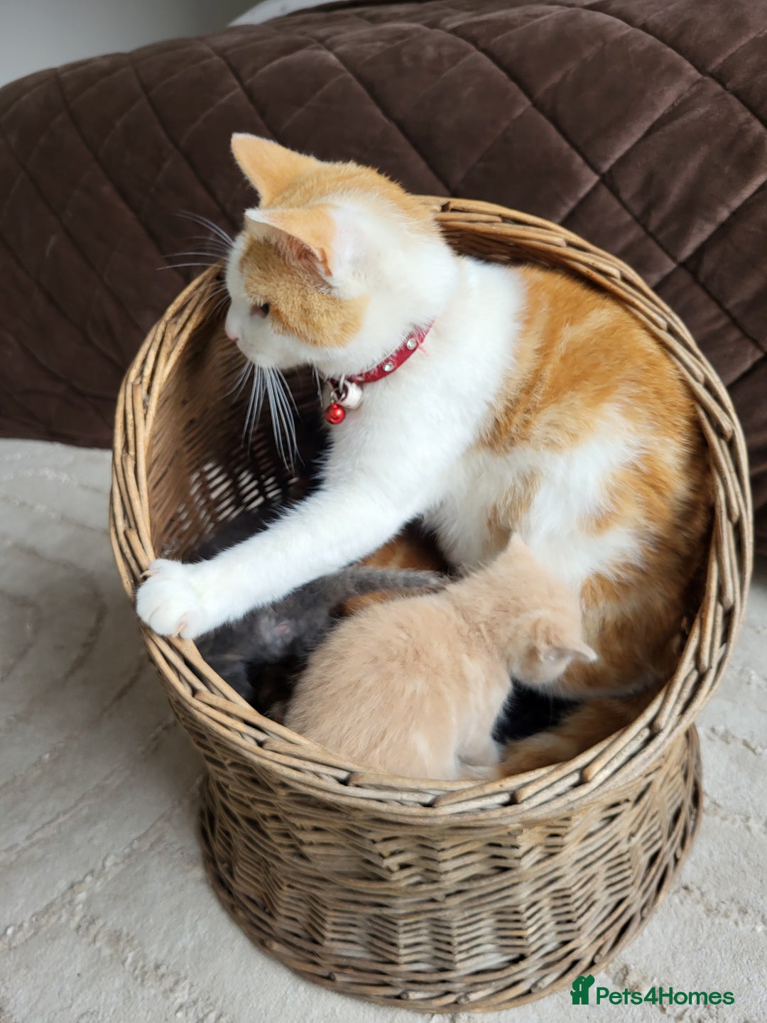 Mixed Breed cats for sale: 4 adorable kittens are looking for loving homes  - Image 6