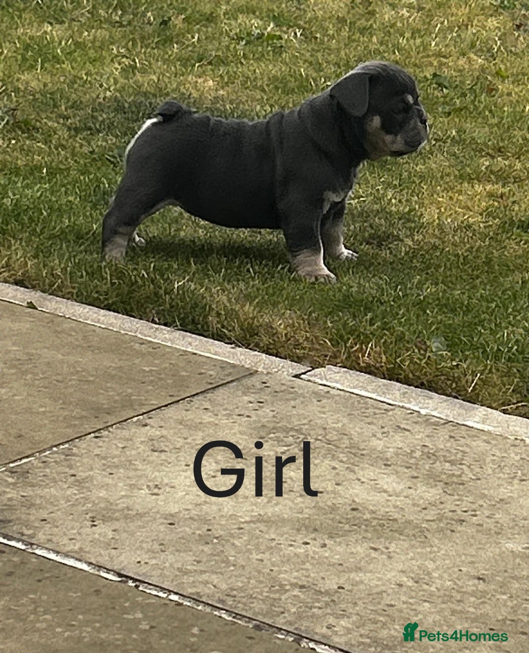 French Bulldog dogs for sale: Beautiful litter of French Bulldog Bulldog Puppies - Advert 3