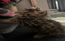Mixed Breed cats for sale: Maine coon x Persian  - Image 13