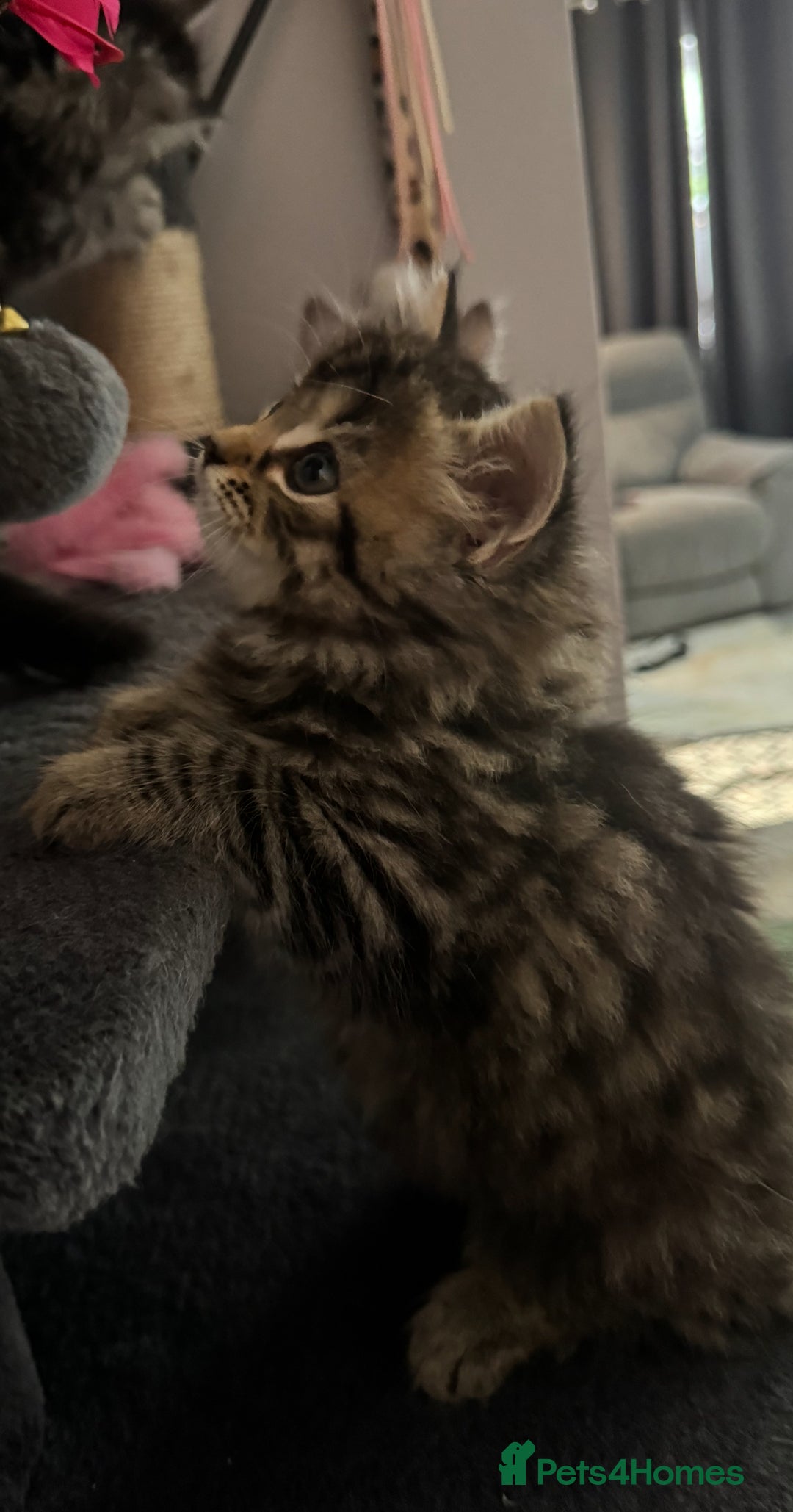 Mixed Breed cats for sale: Maine coon x Persian  - Image 13