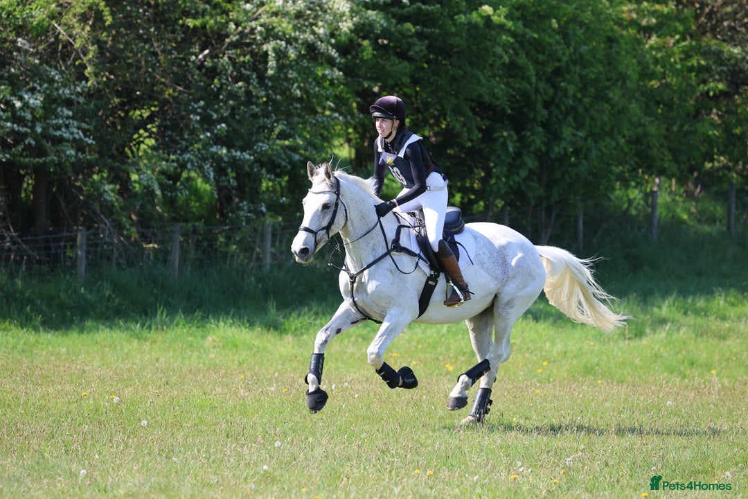 English Warmblood horses for sale: 16hh Schoolmistress  - Image 30