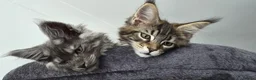 Maine Coon cats for sale: XXL Maine Coons Kittens Champion Sired  - Advert 23