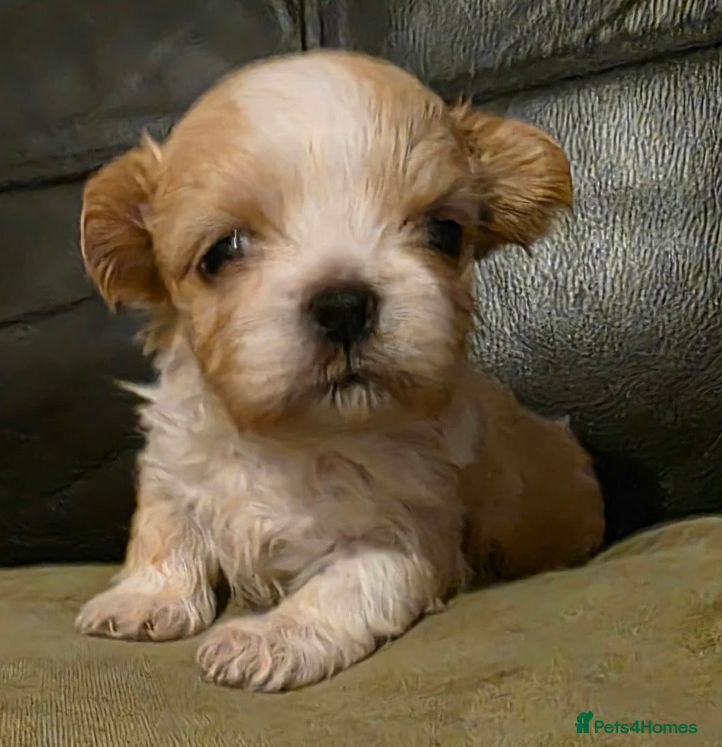 Shih Tzu dogs for sale: Stunning Imperial Shih tzu puppies KC - Advert 2