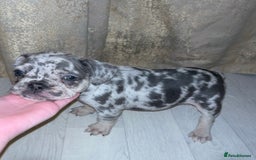 French Bulldog dogs for sale: READY NOW French bulldog puppies  - Advert 2