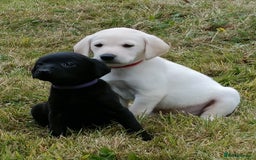 Labrador Retriever dogs for sale: Gorgeous Labrador puppies for sale  - Image 1