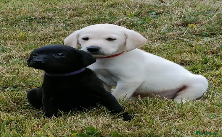 Labrador Retriever dogs - Advert 2