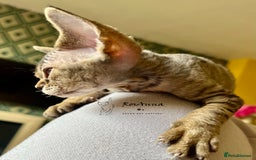Devon Rex cats for sale: Devon Rex girl, excellent type  - Image 2