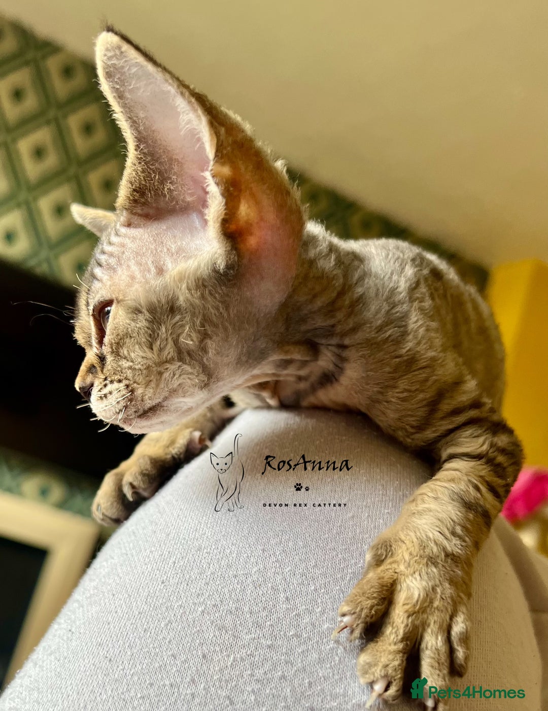 Devon Rex cats for sale: Devon Rex girl, excellent type  - Image 2