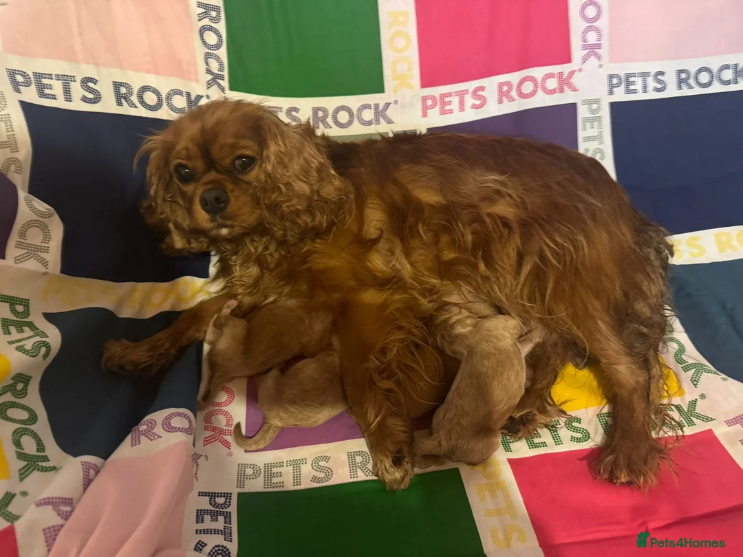 Toy Poodle dogs for stud: Quinn Red & white Toy Poodle for Stud ONLY. in Northampton - Advert 29