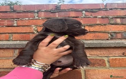 Cocker Spaniel dogs for sale: 3 male cocker spaniel pups  - Image 19