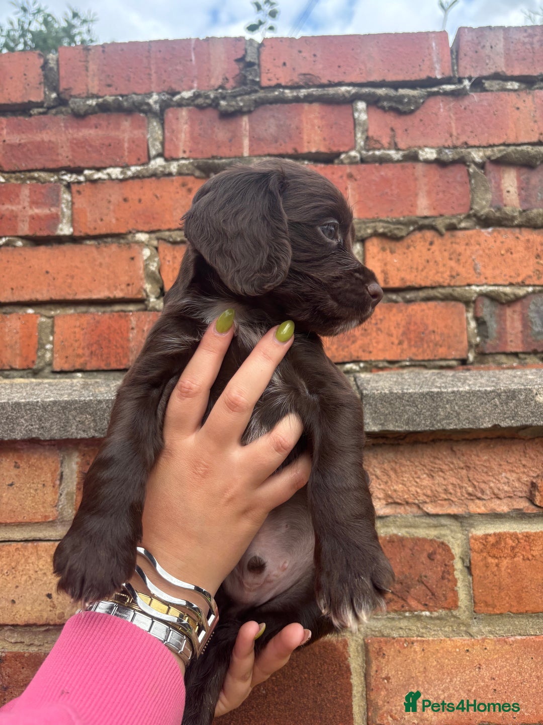 Cocker Spaniel dogs for sale: 3 male cocker spaniel pups  - Image 19