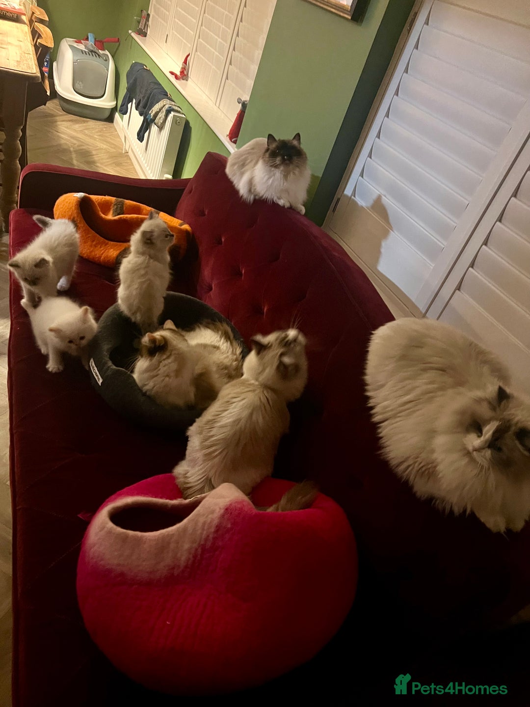 Ragdoll cats for sale: GCCF Ragdoll Kittens. Champion lines  - Advert 9