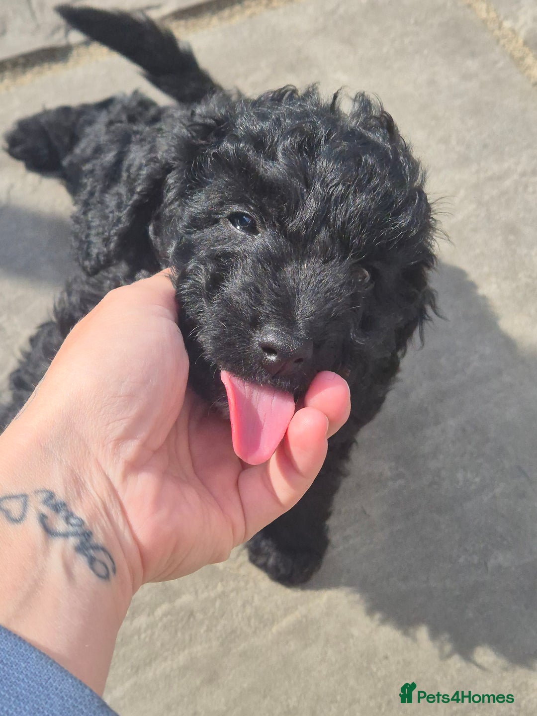 Maltipoo dogs for sale: Maltipoo puppies ready now  - Image 26