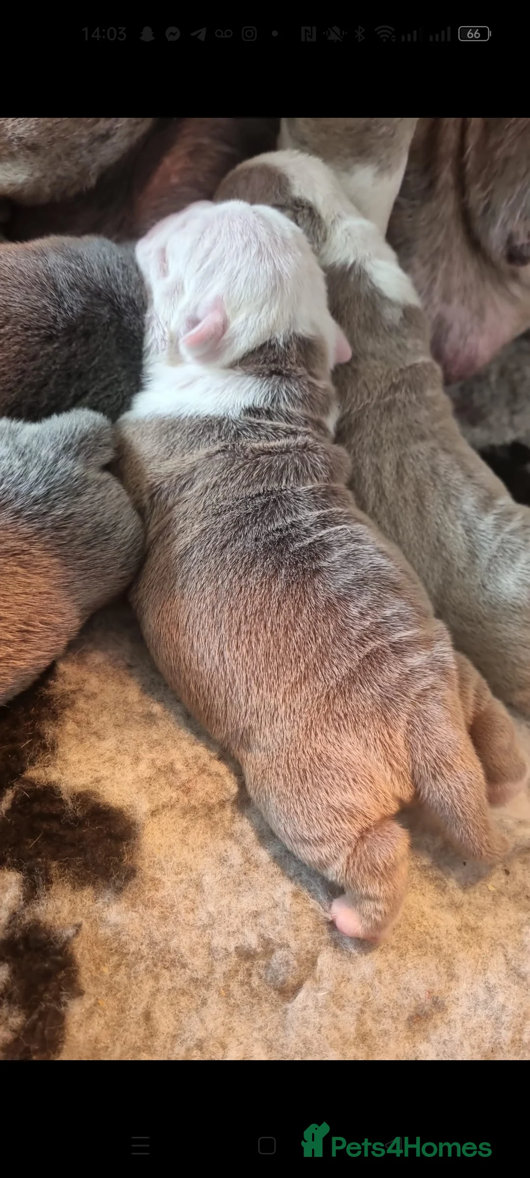 Olde English Bulldogge dogs for stud: NEBBR REGISTERED OLDE ENGLISH BULLDOGGE STUD in Worcester - Advert 14