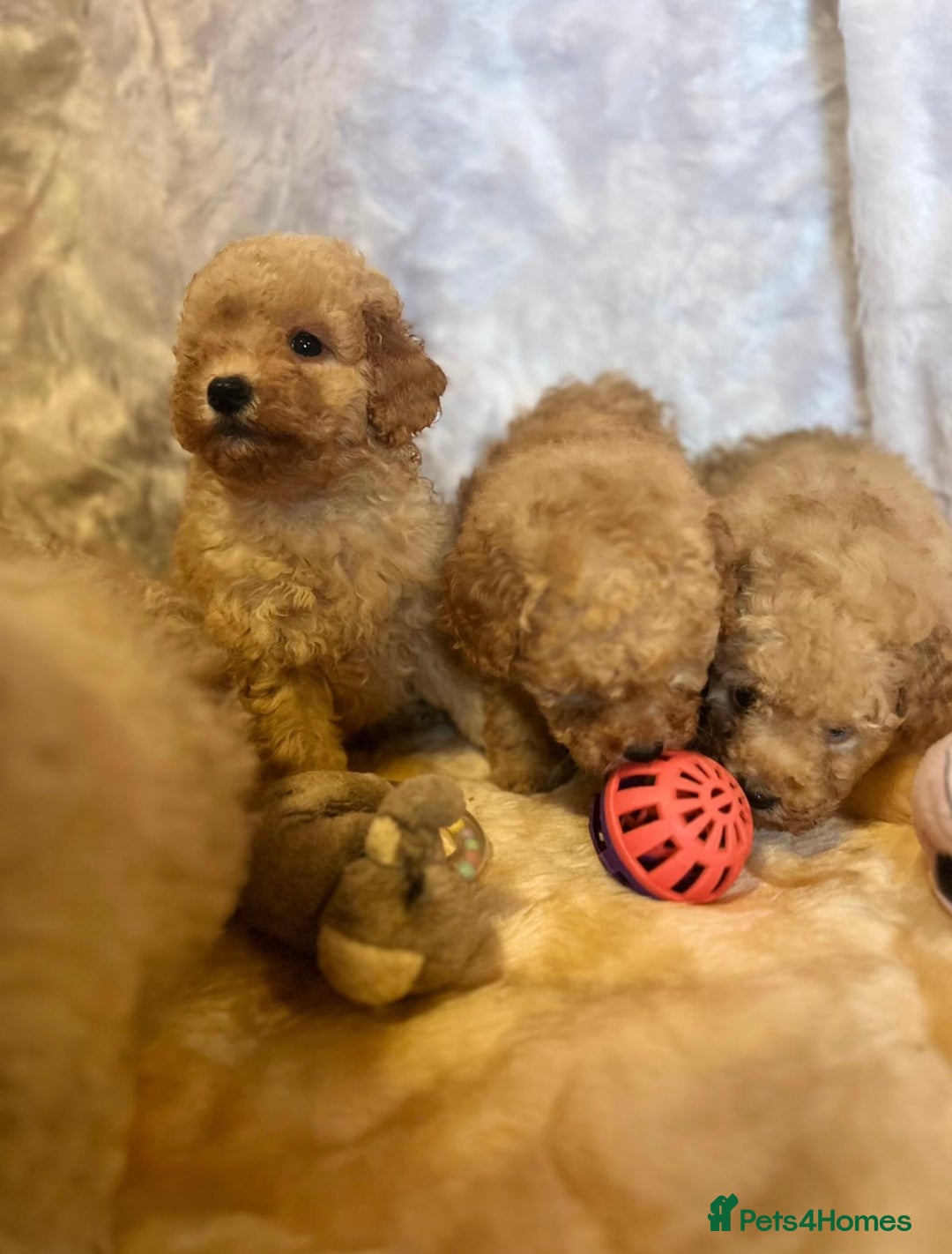 Cavapoo dogs for sale: Cavapoo mixed litter  - Image 12