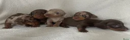 Miniature Dachshund dogs for sale: 💖Gorgeous mini dachshund puppies💙 - Advert 5
