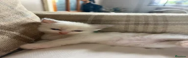 Ragdoll 2