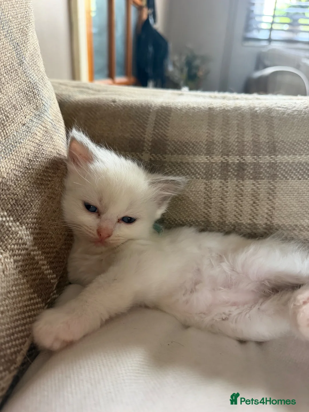 Ragdoll cats for sale: 5 Beautiful ragdoll kittens for sale  - Advert 7
