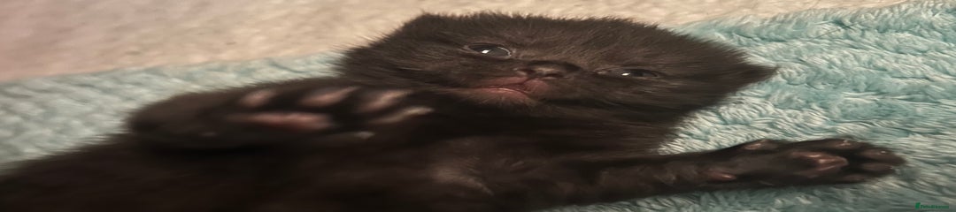 British Shorthair Kitten 1