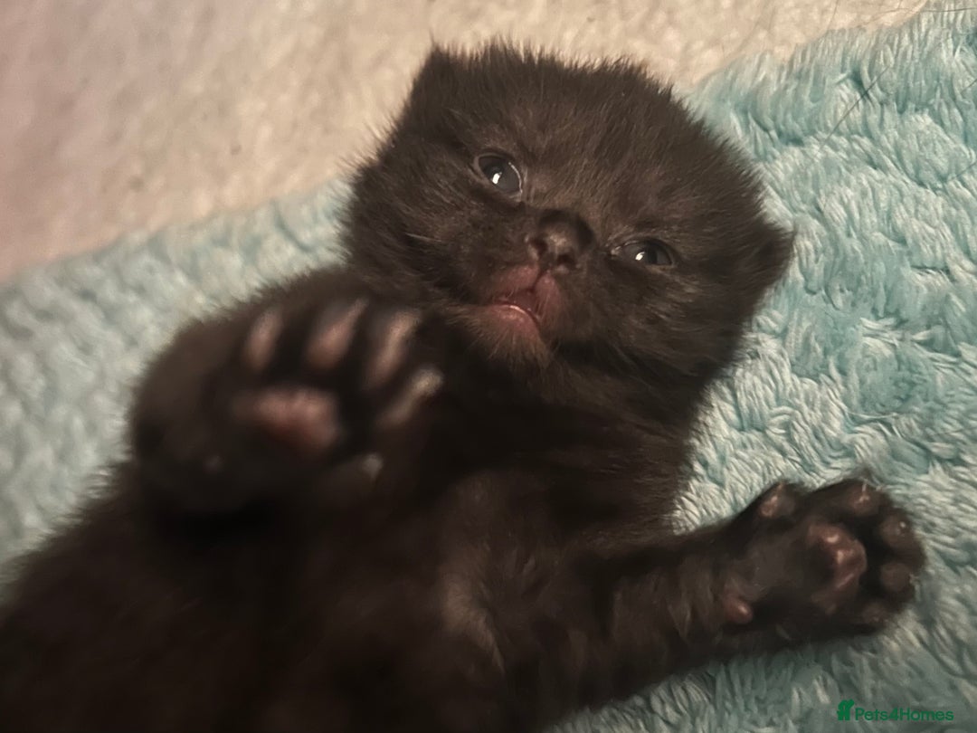 British Shorthair cats for sale: Two Diminutive Overlords Seeking Human Staff - Image 1