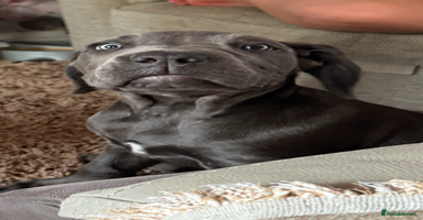 Cane Corso dogs - Advert 12
