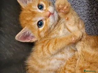 Mixed Breed cats Kittens 11 weeks - Advert 2