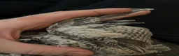 Quail poultry for sale: Bobwhite Snowflake's! - Advert 2