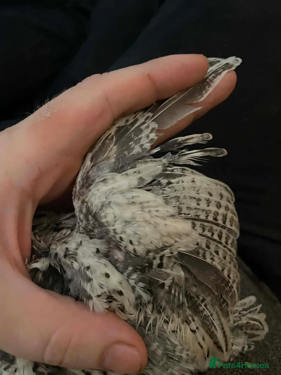Quail poultry for sale: Bobwhite Snowflake's! - Advert 2