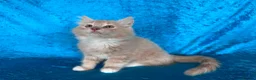 Norwegian Forest Cat cats for sale: Norwegian Forest boys - Advert 1