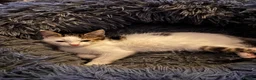 Mixed Breed cats for sale: Most loveable kittens  in Nottingham - Advert 26