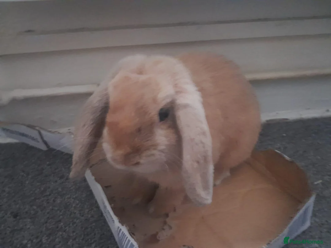 Dwarf Lop rabbits for sale: Mini lop in London - Advert 2