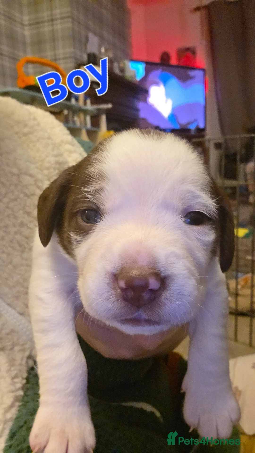 Mixed Breed dogs for sale: Spreagle puppies - Advert 2