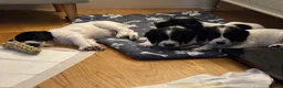 Cocker Spaniel dogs for sale: Working cocker spaniel puppies, Penylan, Cardiff  - Advert 23