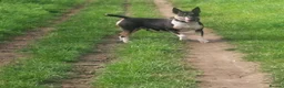 English Bull Terrier dogs for sale: 8 QUALITY BISONBULLIE BABIES  in Slough - Advert 31