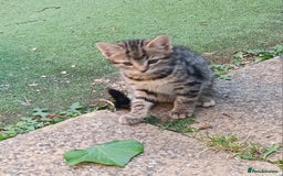 Mixed Breed cats for sale: Stunning kittens  - Image 2