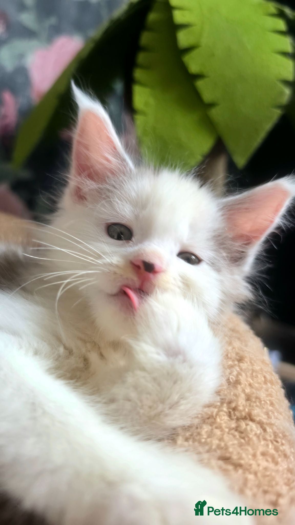 Maine Coon cats Stunning Mainecoons  - Advert 1