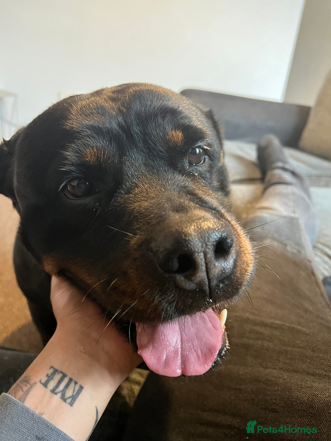 Rottweiler dogs for sale: Female Rottweiler  - Advert 1