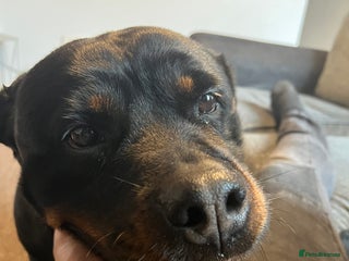 Rottweiler dogs - Advert 3