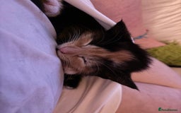 British Shorthair cats for sale: 2 Kittens left for sale! - Image 21