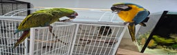 Macaws birds for sale: Tame Blue and gold macaw and military macaw - Advert 2