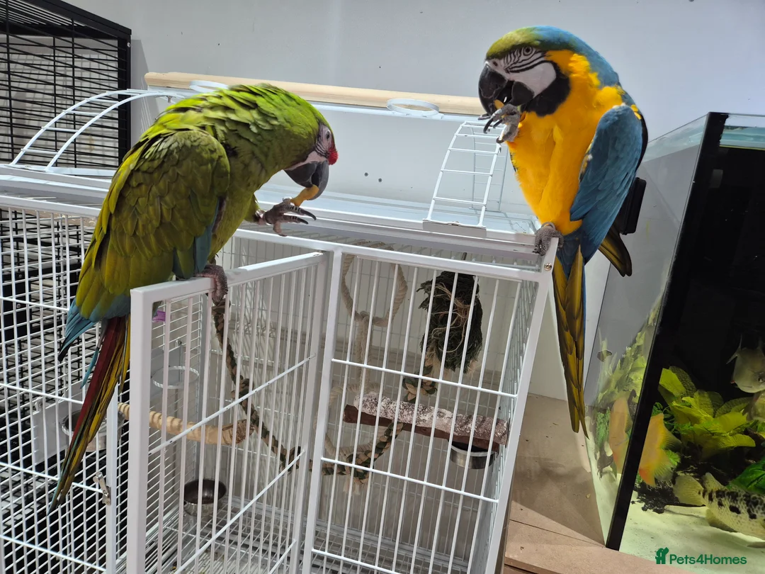 Macaws birds for sale: Tame Blue and gold macaw and military macaw - Advert 2