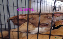 Mixed Breed dogs for sale: Mix breed  - Image 4