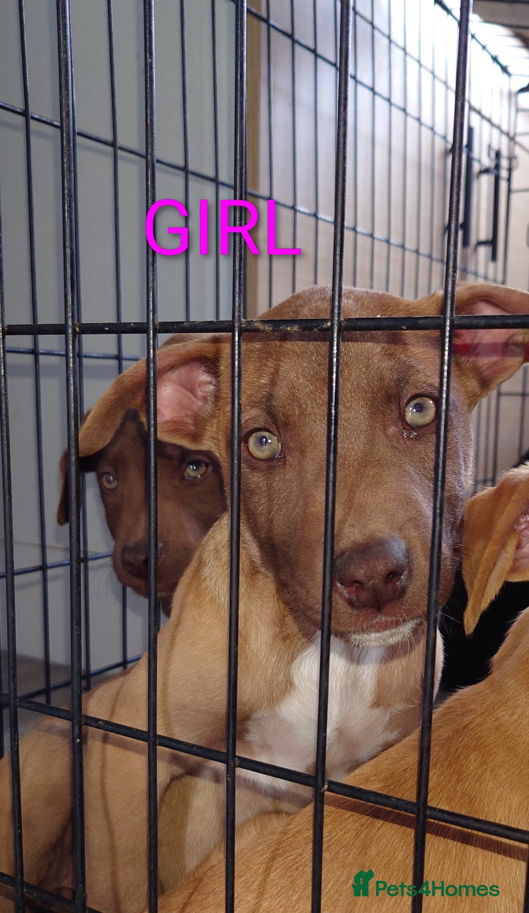 Mixed Breed dogs for sale: Mix breed  - Image 4