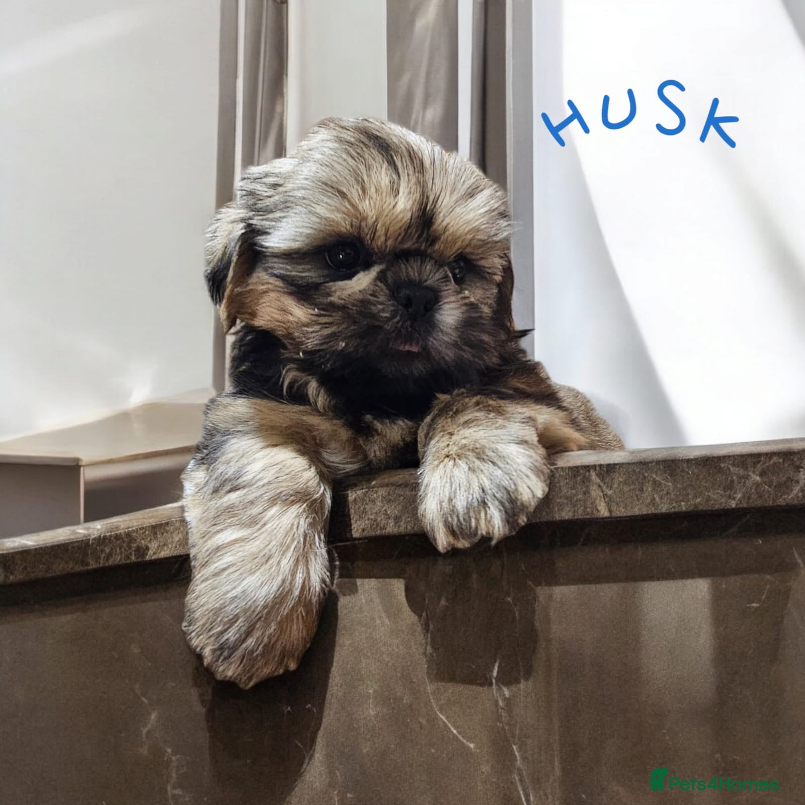 Shih Tzu dogs 🐶🐾EXCEPTIONAL PURE STANDARD SHIH TZU PUPPIES🐾🐶 - Advert 1