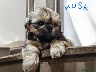 Shih Tzu dogs 🐶🐾EXCEPTIONAL PURE STANDARD SHIH TZU PUPPIES🐾🐶 - Advert 1