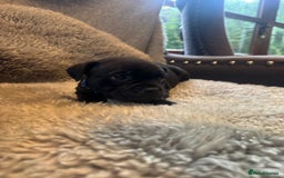 Staffordshire Bull Terrier dogs for sale: High Quality Blue & Black Staffy Puppies - Image 6