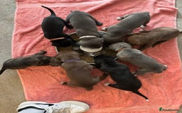 Mixed Breed dogs for sale: Rare breeding American x Bulldog x Cane Corso Pups - Image 25